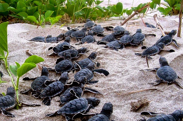 Filhotes de tartarugas marinhas ameaçadas de extinção podem ter um novo salvador: ovos com GPS